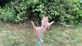 Medi Cat jumps high up to catch a butterfly