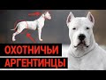 ОХОТНИЧЬИ АРГЕНТИНЦЫ / АРГЕНТИНСКИЙ ДОГ / ПОРОДА СОБАК // DOGO ARGENTINO