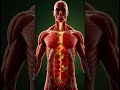 What Really Happens Inside Your Body After Drinking Coca-Cola #scienceshorts #WhatHappensToYourBody