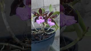 Cattleya aclandiae escura