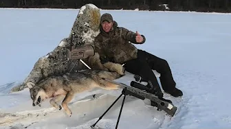 "Lots Wife" Coyote