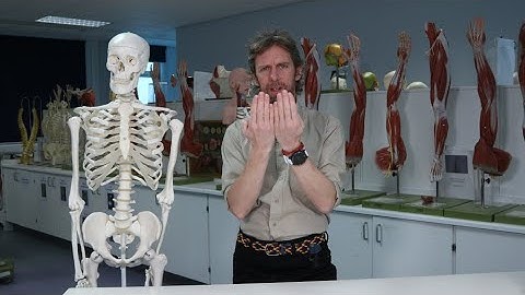 Duodenum - macroscopische anatomie