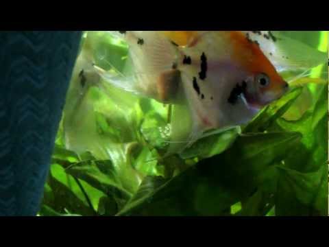 Video: Reprodukce Skalárů Ve Společném Akváriu