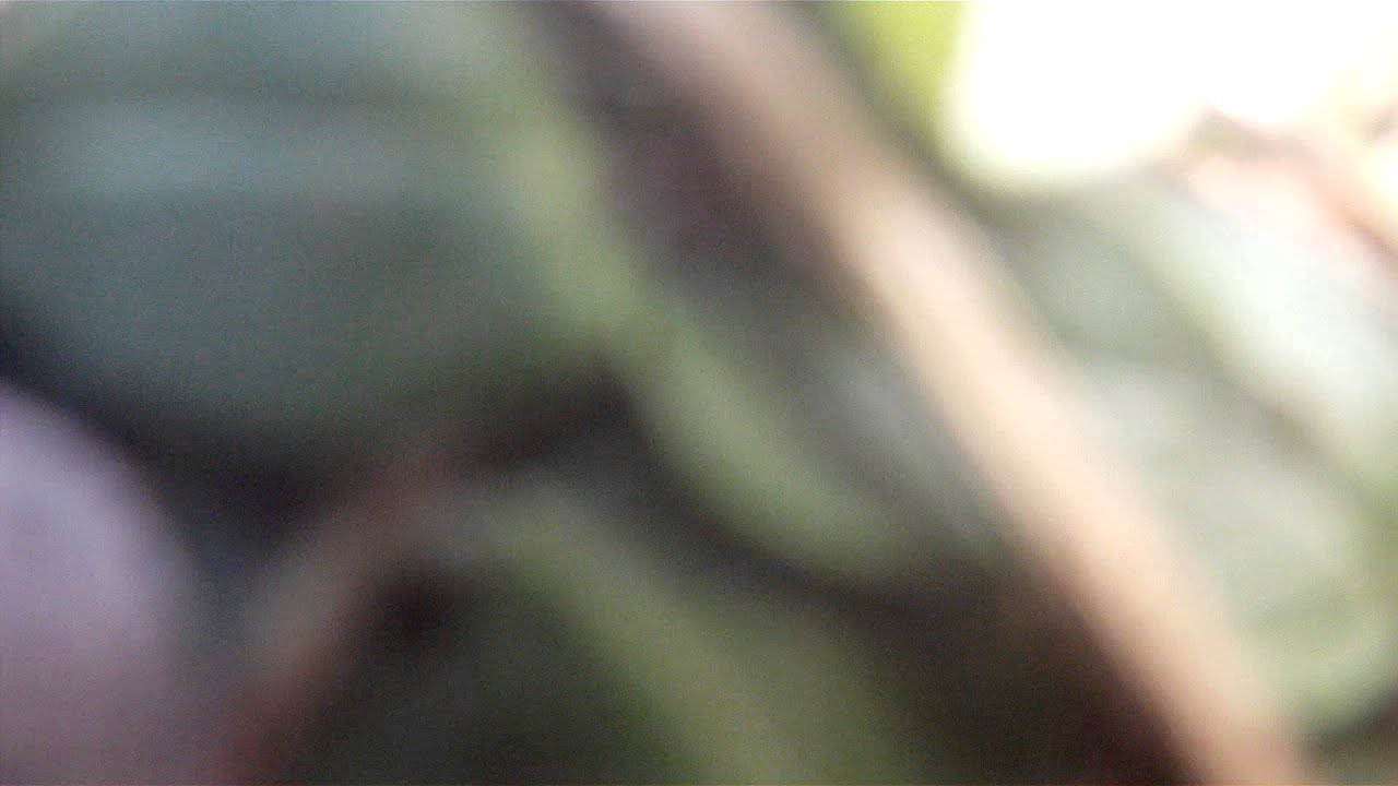 Civic Nation 5 visto de cima