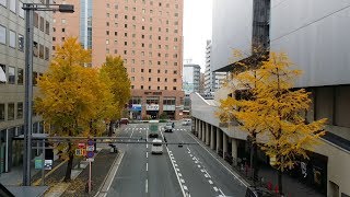 2018日本九州‧博多的銀杏街道及舞鶴公園、櫛田神社