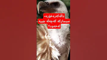 داڵەکەرەخۆرە یان سیسارکە کەچەڵە چییە لەخەودا 