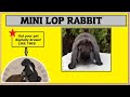 MINI LOP RABBIT | Mini lop Bunny Eating | Mini Lop Rabbit Munching | DIGITALLY DRAW PET | Minilop