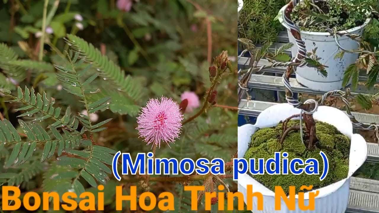 #68 Bonsai Hoa Trinh Nữ - Mimosa Pudica | Cách Tạo Dáng Cây Đơn Giãn ...