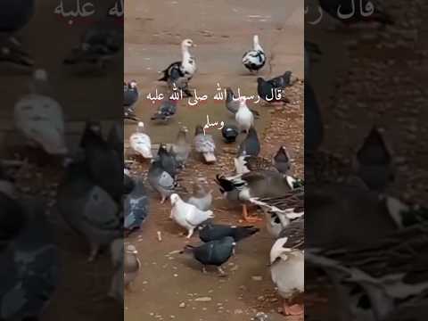 إطعام الطيور والبهائم من الصدقات التي يكتب فيها الأجر العظيم للمسلم