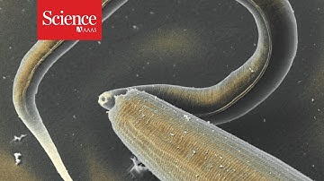 These nematodes may be cannibals, but they look out for their family