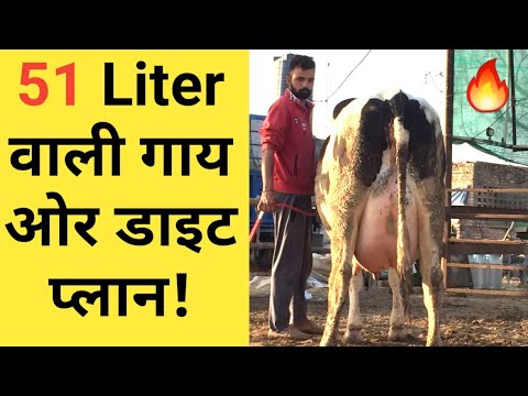 Cow Food Chart In Hindi