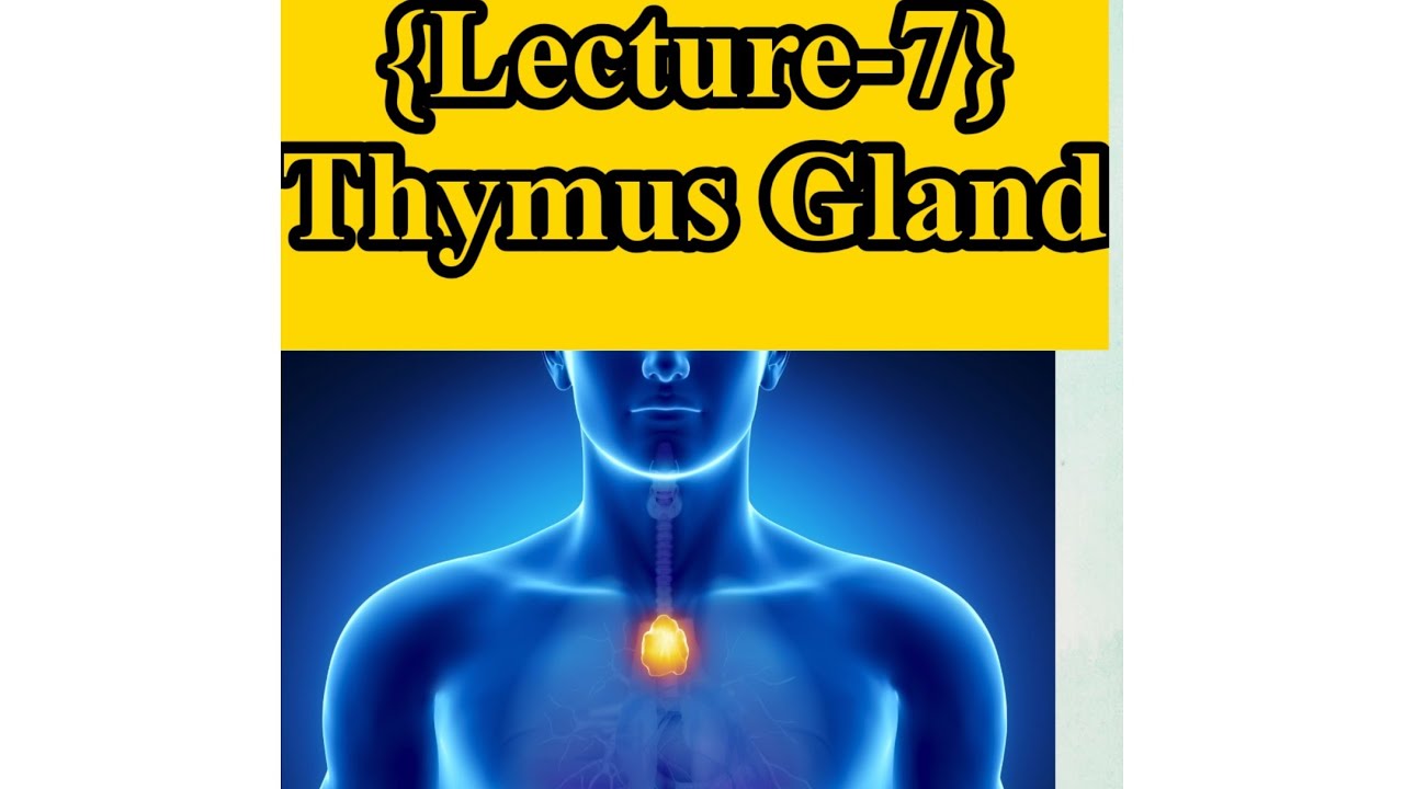 Thymus GlandClass11CBSENCERT Hindi Explanation YouTube
