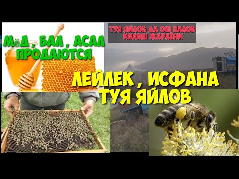 ЛЕЙЛЕКТЕ ТАЗА БАЛ САТЫЛАТ / ТОЗА АСАЛ БЕЗ ХИМИКАТ / АСАЛ КАЕРДАН ВА КАНДАЙ ОЛИНАДИ
