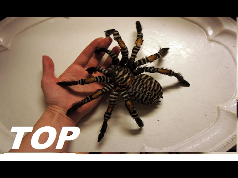 Video: Un Centipede Imens înfiorător Ca Animal De Companie - Vedere Alternativă