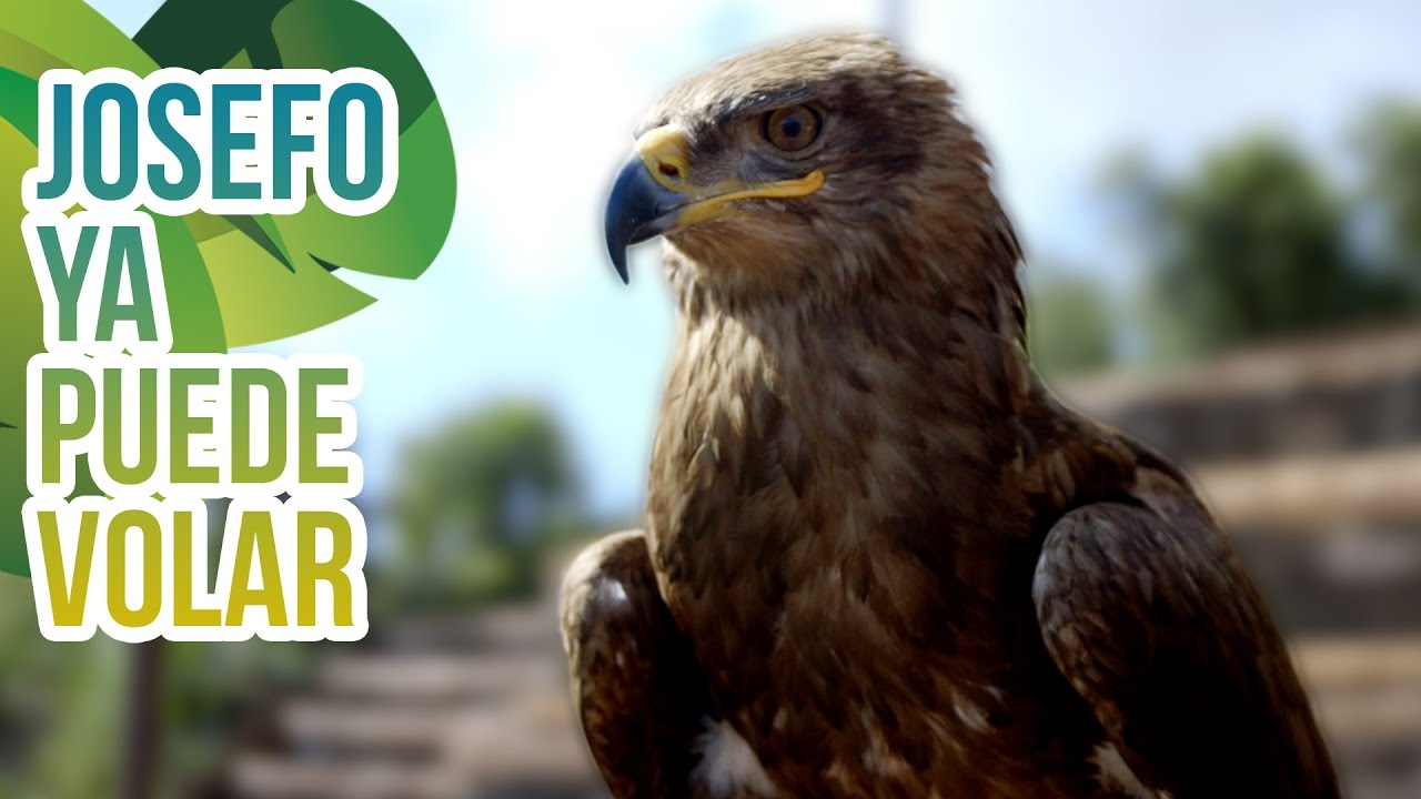 Josefo y Anne, las aves rapaces recuperadas en Oasis Park