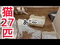 猫多頭飼いならではの悩み。アドバイス下さい