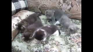 Красивые котята Красивые котята
