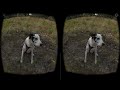 Perros en realidad virtual | Episodio #130