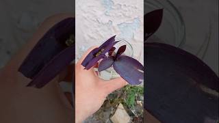 Mix di talee in acqua #shorts #giardinaggio #piante