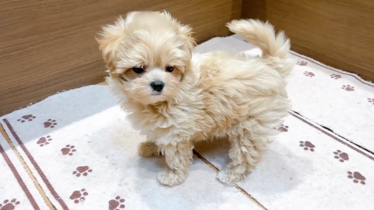 マルプー♡ あなたぬいぐるみでしたっけ？？🐻🐻🧸 #生後8ヶ月パピー #マルプー