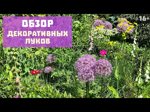 видео: 🧅 Луки | Обзор декоративных луков в саду