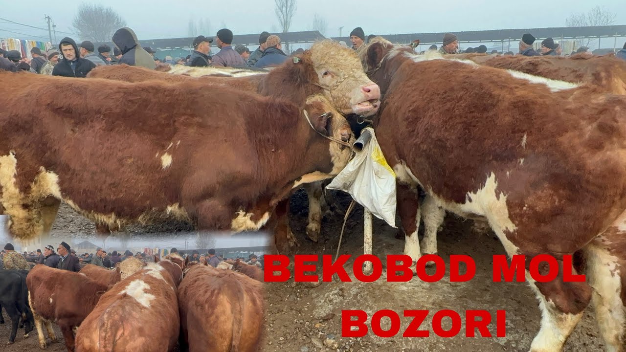 NAMANGAN VILOYATI YANGIQÕRĞON TUMANI BEKOBOD MOL BOZORI SHVESLAR MAKONI