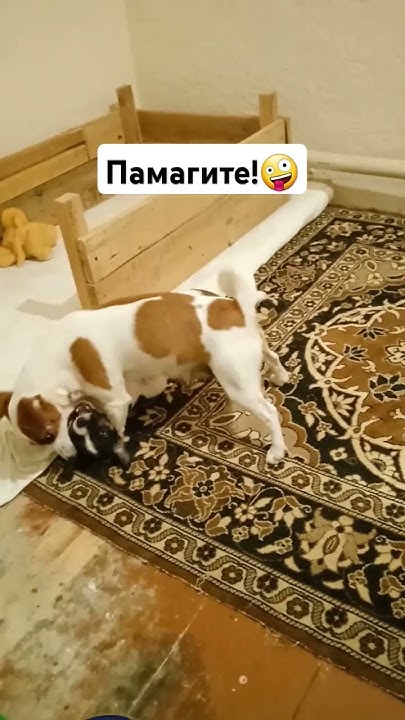 Джек рассел Соня, воспитывает детей))#джекрасселтерьер #собака #собаки ...