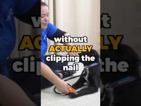 Video: 3 Handige tips om de nagelsnitssessie van uw hond gemakkelijker te maken