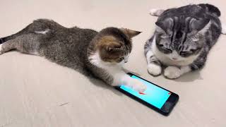Playful kitten watching their favorite fish #cat #kitten #catlover #cute by Playful Kitten 1,349 views 4 months ago 2 minutes, 41 seconds
