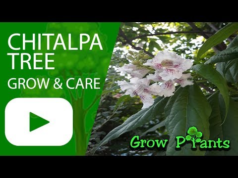 Video: Chitalpa Tree Care: Naučite se gojenja Chitalpas v pokrajini