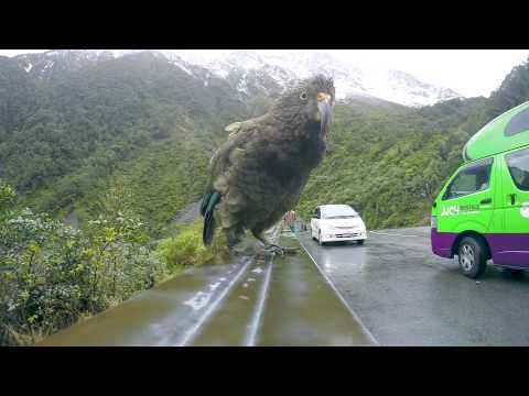 KEA Attack on Arthur’s Pass KEA Attack on Arthur’s Pass