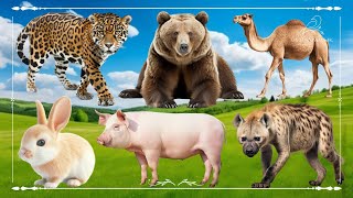 Cute Little Farm Animal Sounds: Leopard, Bear, Camel, Rabbit, Pig &amp; Hyena - Animal Moments
