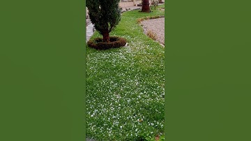 #سورة #نبأ #تلاوت_قرآن_ #اكسبلور #duet #flowers #nature