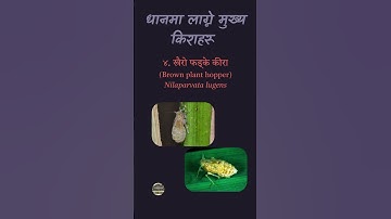 Major insect pests of Rice #agriculture #agricultural_entomology #rice #chilo_partellus #pink_borer