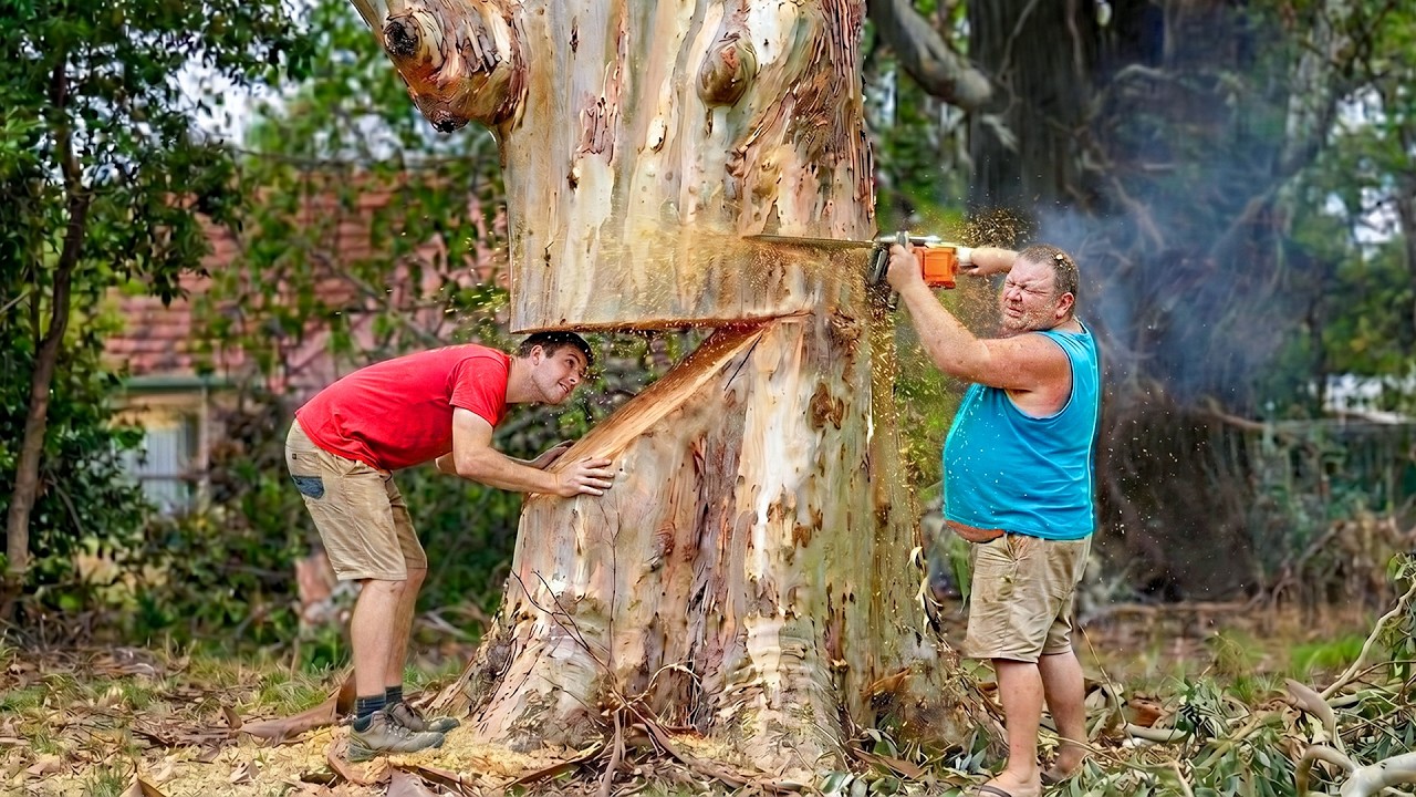 Idiots With Chainsaws: Tree Cutting Fails | Extreme Dangerous Logging ...