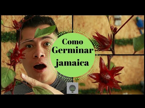 Video: ¿Se puede cultivar pimienta de Jamaica? - Información sobre el cultivo de hierbas de pimienta de Jamaica