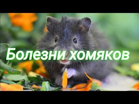 Болезни хомяков и их лечение.