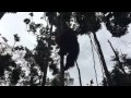Tom, el orangután macho Alpha (100 kilos), a menos de 1 metro, en Borneo - Indonesia