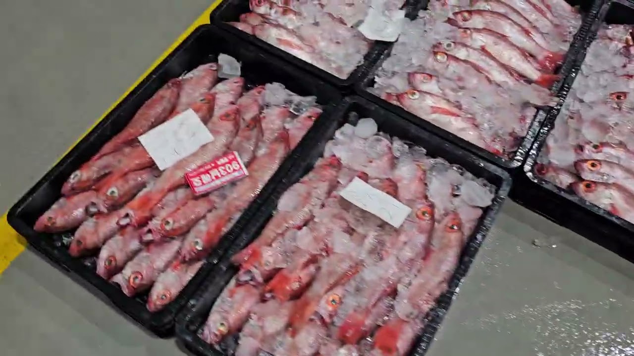 2026년2월25일 목포선어위판장영상 주문문의 ☎️010-6661-0165  풀치,참돔,통치,조기,백조기,농어,병어,잡어