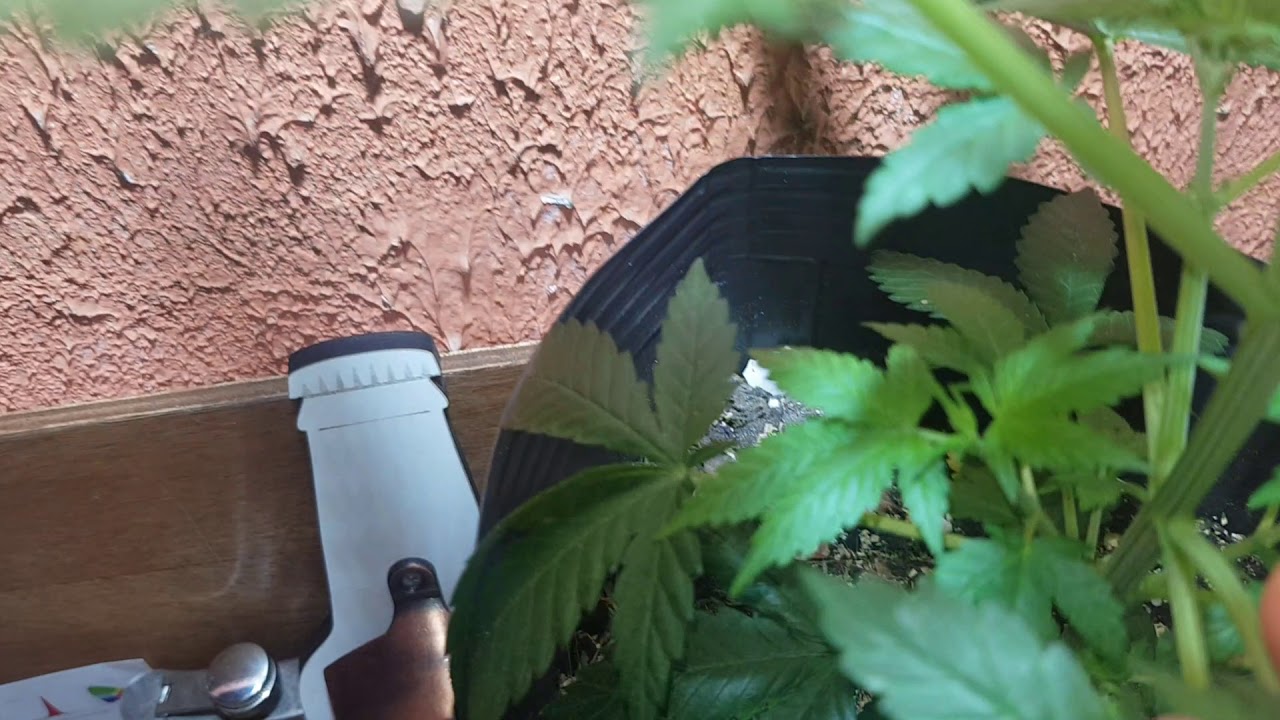 Maconha macho, identificando no começo!