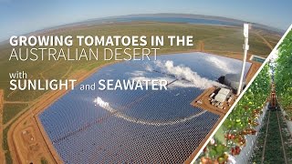 Growing food in the Australian desert with sunlight and seawater  the Sundrop Farms project