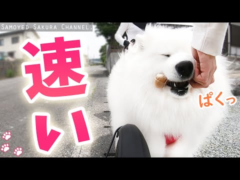 自転車を追いかけて走るサモエドさくら