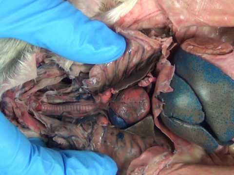 Vidéo: Troubles Pulmonaires Et Des Voies Respiratoires Chez Le Rat