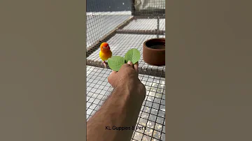 African Lovebird Passion Pets Africanlovebird Birds 