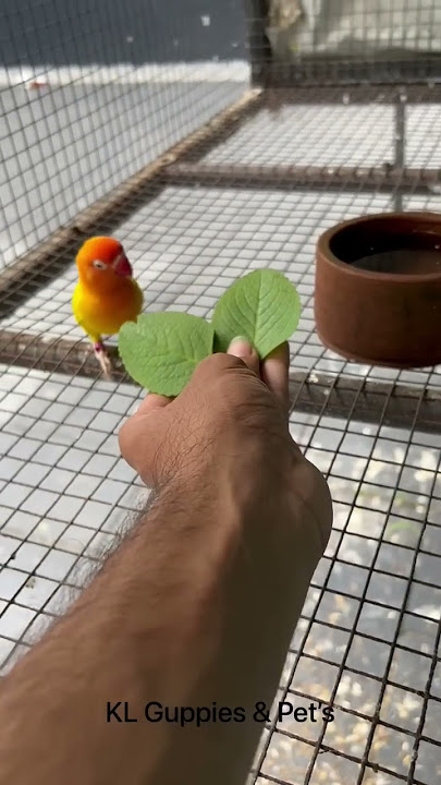 African lovebird￼ 🥰😍                   #passion #pets #africanlovebird #birds