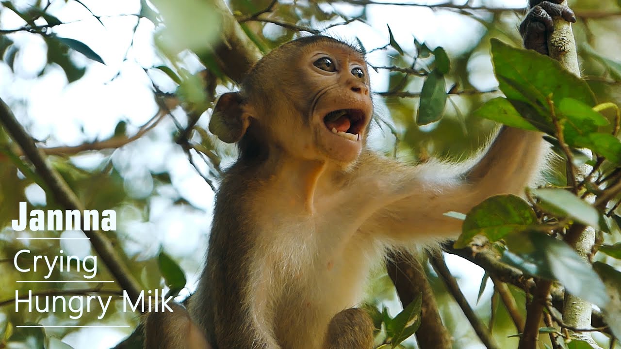 Terrifying Crying No Milk! What Happen With Baby Monkey Janna, Janna Crying Loudly Hungry Milk