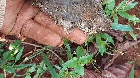 #17 Bẫy Chim Cút Rừng | Forest Quail Trap | Kho Làm Nông TV