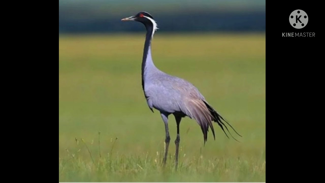 Koonj voice/koonj awaz/koonj in pakistan/crane voice/crane awaz/crane bird/koonj bird/koonj hunting