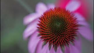 Download lagu Global Genius - Delicato Pizzicato