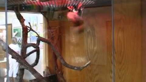 Striped Possum (Dactylopsila trivirgata)